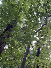 Tilia miqueliana