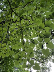 Tilia miqueliana
