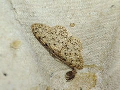 Idaea cervantaria