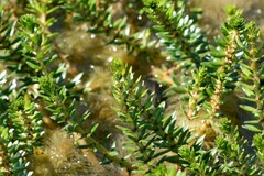 Hippuris vulgaris
