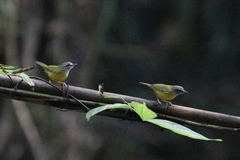 Abroscopus superciliaris