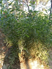 Vallesia glabra