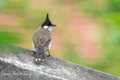 Pycnonotus jocosus pattani