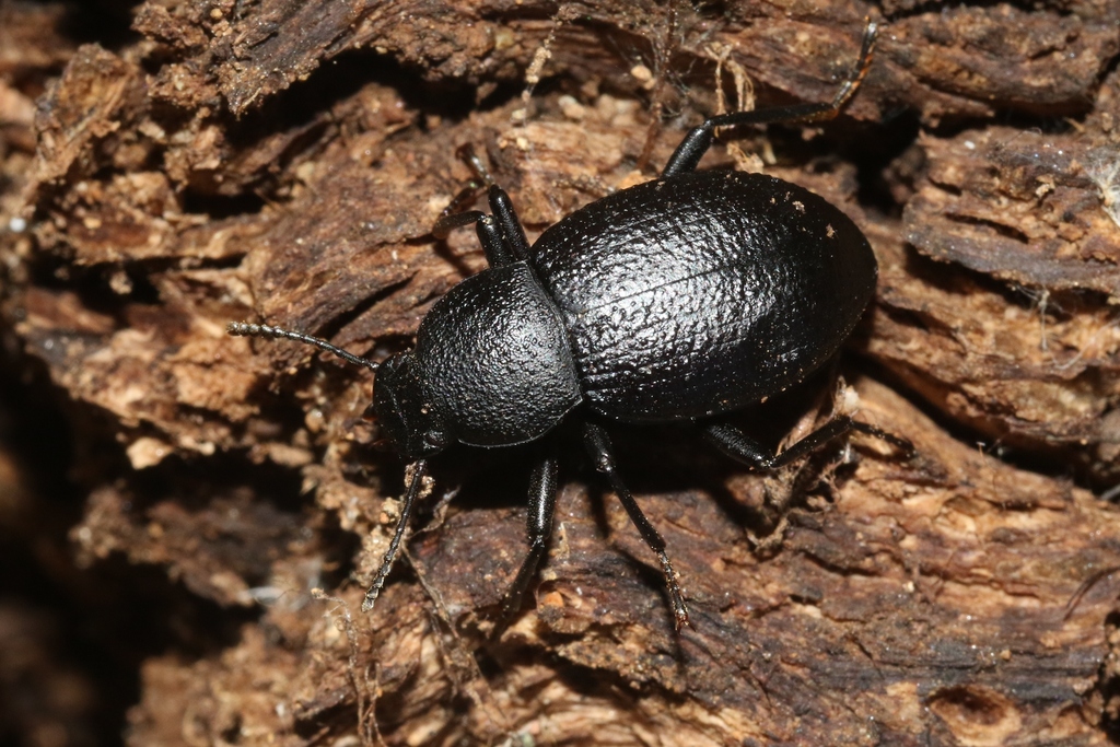 Cibdelis bachei
