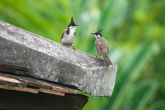 Pycnonotus jocosus pattani