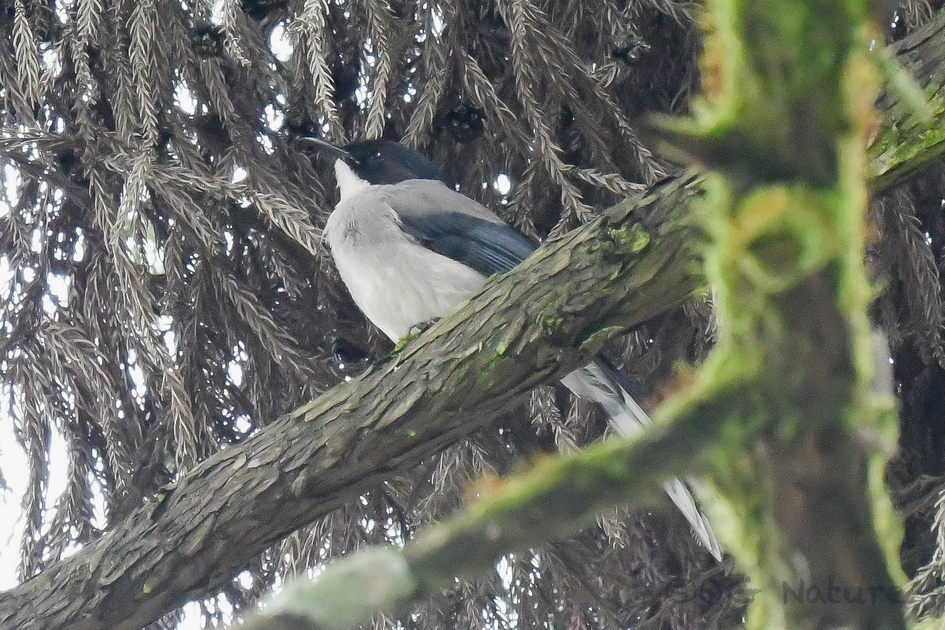Black-headed Sibia