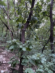 Quercus dentata