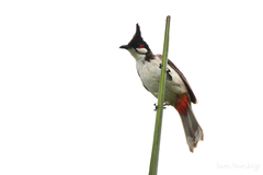 Pycnonotus jocosus pattani