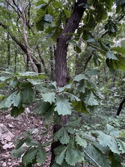 Quercus dentata