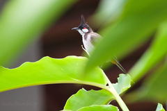 Pycnonotus jocosus pattani