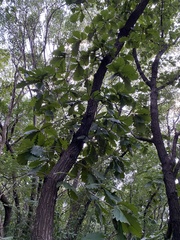 Quercus dentata
