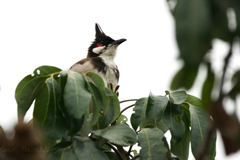Pycnonotus jocosus pattani