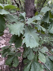 Quercus dentata