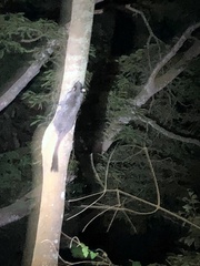 Anomalurus derbianus