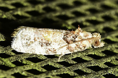 Argyrotaenia kimballi