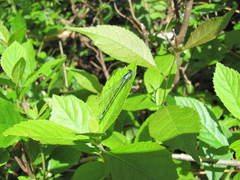 Chromagrion conditum