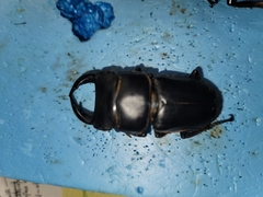 Dorcus hopei hopei