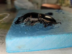 Dorcus hopei hopei