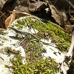 Podarcis muralis