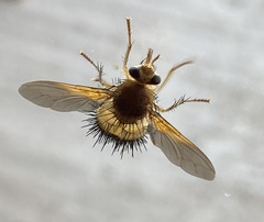 Dejeania bombylans