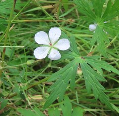 Geranium wakkerstroomianum