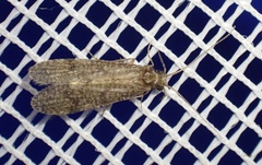 Ecnomus tenellus