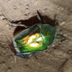 Protaetia speciosissima