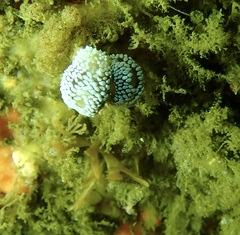 Antiopella capensis