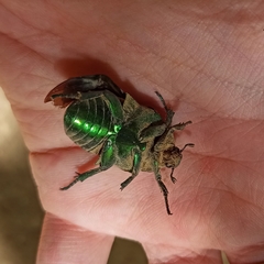 Protaetia speciosissima