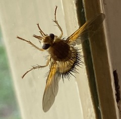 Dejeania bombylans