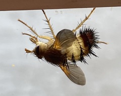 Dejeania bombylans