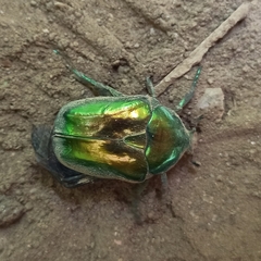 Protaetia speciosissima