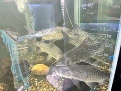Tor tambroides