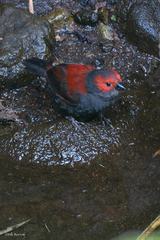 Cryptospiza jacksoni