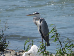 Ardea cinerea