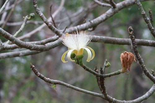 Pseudobombax ellipticum