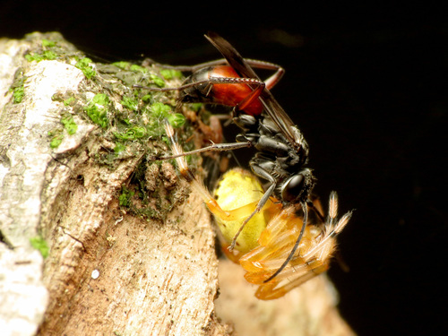 Caliadurgus fasciatellus photo 4