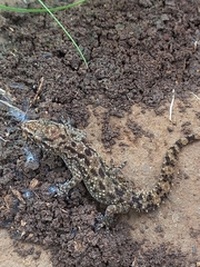 Hemidactylus brookii