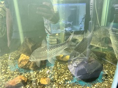 Tor tambroides