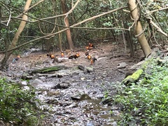 Gallus gallus spadiceus