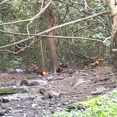 Gallus gallus spadiceus