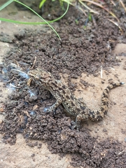 Hemidactylus brookii