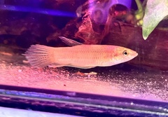 Betta stigmosa