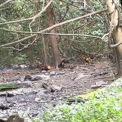 Gallus gallus spadiceus