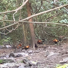 Gallus gallus spadiceus