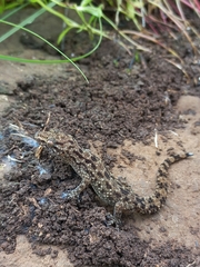 Hemidactylus brookii