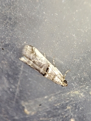 Pseudacrobasis tergestella