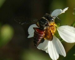 Coelioxys slossoni slossoni