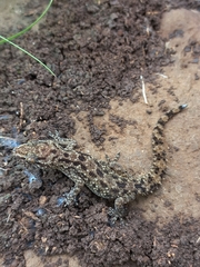 Hemidactylus brookii