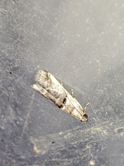 Pseudacrobasis tergestella